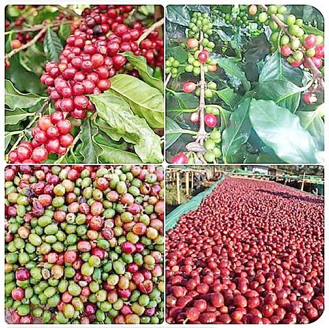 MSME လုပ်ငန်းများအတွက် အကောင်းဆုံး အခွင့်အလမ်းတစ်ရပ်ဖြစ်သည့် ကော်ဖီစီးပွားရေး