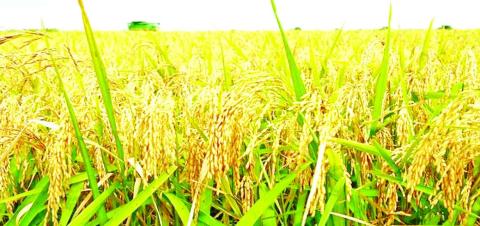 မြန်မာ့ပေါ်ဆန်းမွှေး ပြည်တွင်းထုတ်လုပ်မှုနှင့် ပြည်ပတင်ပို့မှုအလားအလာ