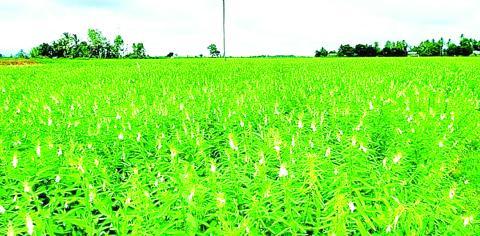 တောင်သူစီးပွားတိုးတက်ဖို့ နှမ်းသီးနှံကို စိုက်ကြပါစို့