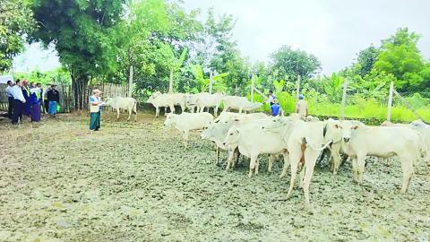 ကျွဲနွား ခွာနာလျှာနာရောဂါထိန်းချုပ်ရေးလုပ်ငန်းများ