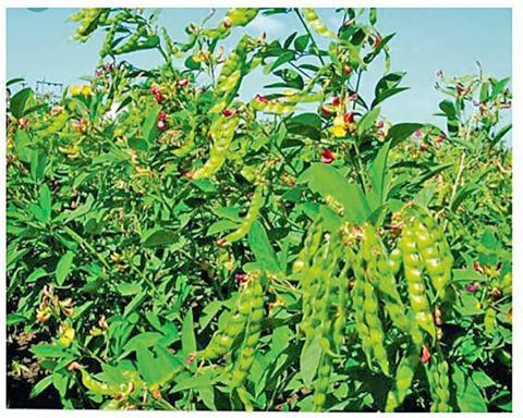 ကျေးလက်နေတောင်သူများ လူနေမှုဘဝမြင့်မားလာစေရေး ပဲစင်းငုံစိုက်ပျိုးပေး