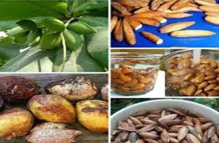 ဗာဒံစေ့၏ ကျန်းမာရေး အကျိုးကျေးဇူးများ