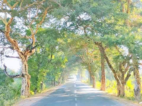 အပူပိုင်းဒေသစိမ်းလန်းစိုပြည်ရေးနှင့် မြေဆီလွှာထိန်းသိမ်းရေး သစ်ပင်သစ်တောများ စိုက်ပျိုးပြုစု ထိန်း သိမ်းပေး