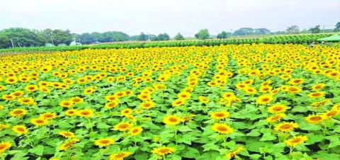 သီးနှံအထွက်နှုန်း မလျော့နည်းစေဖို့ ပေါင်းကို ကာကွယ်နှိမ်နင်းစို့