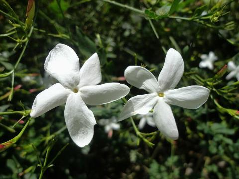 မြတ်လေးပန်းနှင့် ကျန်းမာရေး