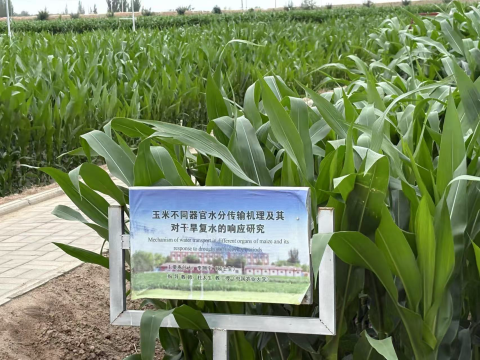 China’s Desert-to-Farmland Transformation Offers Lessons for Myanmar’s Agricultural Development
