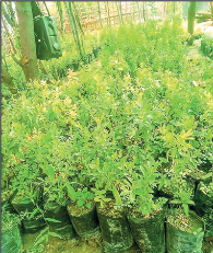 Sandalwood nursery farms