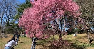Fourth Cherry Blossom Festival in Loimwe, Shan State, set for Jan 2025