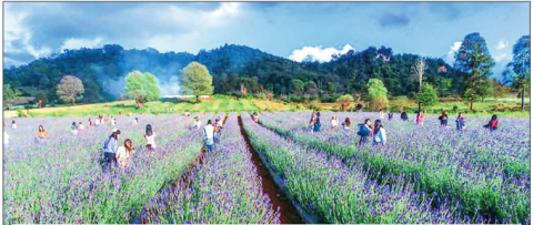Lavender plantations near Pinlaung to become photo sightseeing tour destination soon