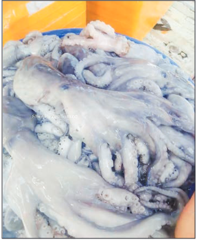 Myeik octopus sales surge despite price drops