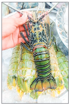 Thailand’s demand for mantis shrimp surges