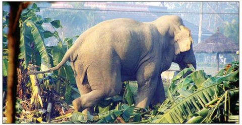 ငါးလအတွင်း နီပေါနိုင်ငံ၌ တိရစ္ဆာန်တိုက်ခိုက်မှုကြောင့် ၈၃ ဦးသေဆုံး