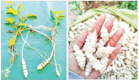 Chinese artichokes in high demand