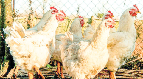 New strain of bird flu confirmed in US