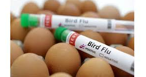 California egg prices continue to rise amid bird flu outbreaks