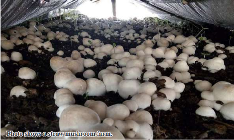 Danubyu Township sees surge in straw mushroom shipments to Yangon, reaching 64,000 viss in December