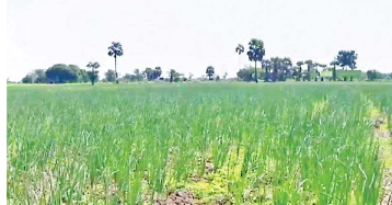 Monywa District grows over 1,000 acres of winter onions