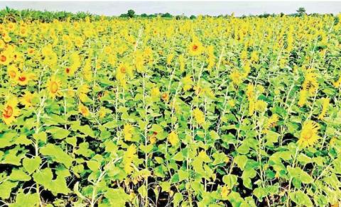 Phaungpyin Township finishes cultivation of more than 2,000 acres