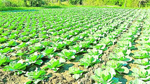 ကျွန်းလှမြို့နယ်၌ ဟင်းသီးဟင်းရွက်သီးနှံစုံ လျာထားချက်ထက်ပိုမိုစိုက်ပျိုးပြီး အောင်မြင်ဖြစ်ထွန်း