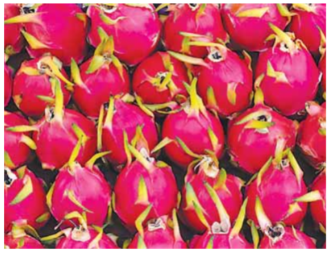 Yekyi Township sends 550,000 pieces of dragon550,000 pieces of dragon fruits to Yangon marketfruits to Yangon market