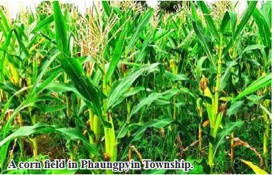 Phaungpyin Township cultivates over 5,000 acres of winter seed corn and millets