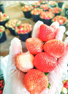 Surplus production drives strawberry prices down