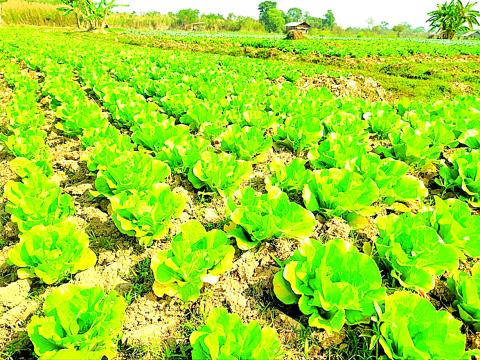 ဆောင်းသီးနှံစိုက်ပျိုးရာသီတွင် ဟင်းသီးဟင်းရွက်ပင် ၉၃၇ ဧကစိုက်ပျိုးပြီးစီး