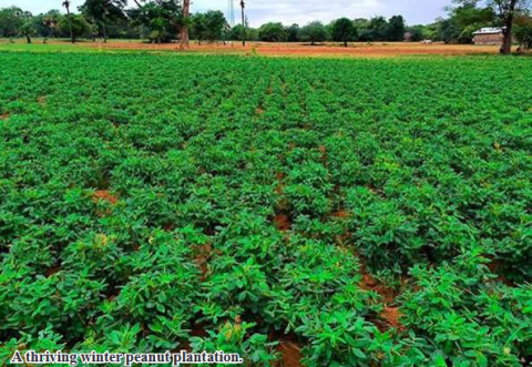 Kawlin District cultivates over 13,000 acres of winter peanuts