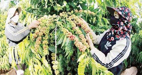 ဇန်နဝါရီလအတွင်း ဗီယက်နမ်နိုင်ငံက ကော်ဖီတင်ပို့မှု အမေရိကန်ဒေါ်လာသန်း ၈၀၀ ခန့် ရရှိ