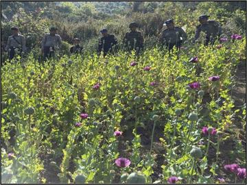 ရှမ်းပြည်နယ်(အရှေ့ပိုင်း)၊ ကျိုင်းတုံမြို့နယ်၌ ဘိန်းခင်းများ ဖျက်ဆီး