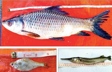 Indawgyi Lake witnesses 35 new fish species in Jan 2025