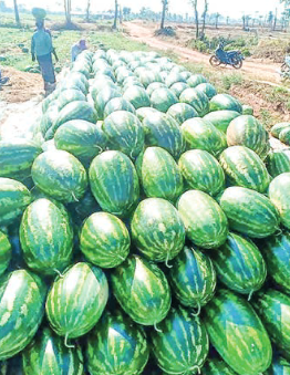 Melon exports to China show promise