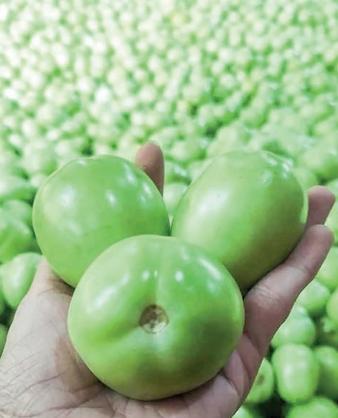 Tomato prices drop, trade surges