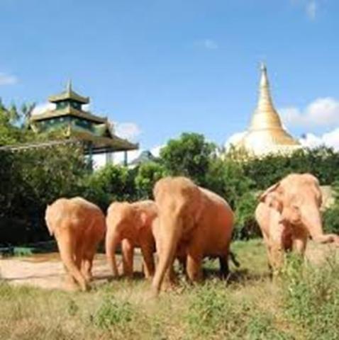 ဆင်ဖြူတော် ဘဒ္ဒဝတီ (၅၃) နှစ် သေဆုံး