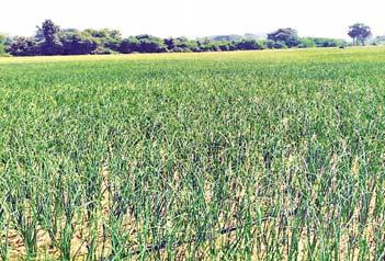 အထက်မင်းလှမြို့ ပန်းတော်ပြင်ကျေးရွာ၌ ကြက်သွန်နီသီးနှံများ အောင်မြင်ဖြစ်ထွန်းလျက်ရှိ