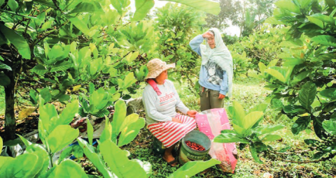 ASEAN takes step towards sustainable agriculture
