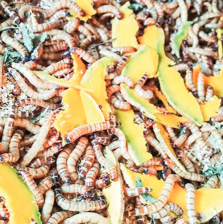 Bamboo worms gain popularity as demand surges