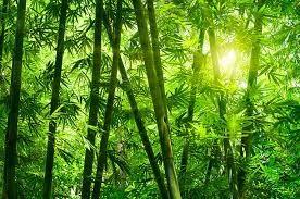 ကမ္ဘာ့တတိယမြောက် ဝါး အပေါဆုံးနိုင်ငံဖြစ်ခဲ့သော်လည်း စိုးရိမ်ရသည့် အခြေအနေရှိလာ