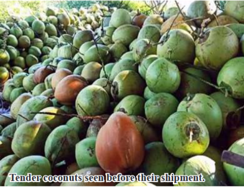 Mawlamyinegyun Township ships 750,000 tender coconut to Yangon market in February