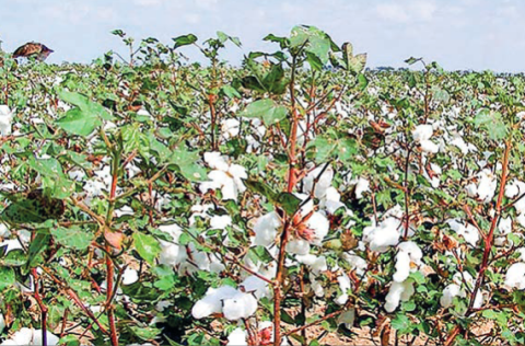 Agri Dept guides irrigation for pre-monsoon cotton