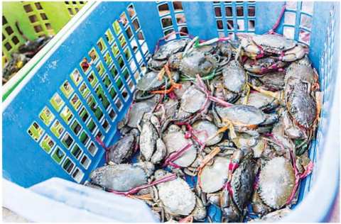 Merchants from Kyaiklat Township dispatch 58,000 viss of freshwater crabs Yangon market