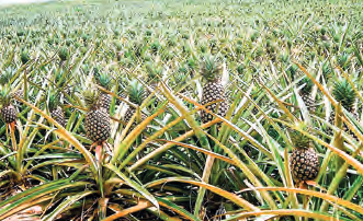 Govt approves sisal cultivation on idle land