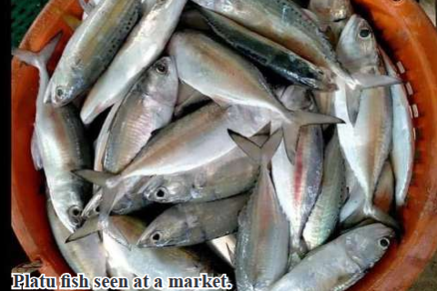 Pyapon Township sells 77,000 viss of Platu fish to Yangon market in February