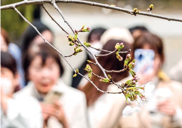 Cherry blossom season arrives in central Tokyo, matching average year