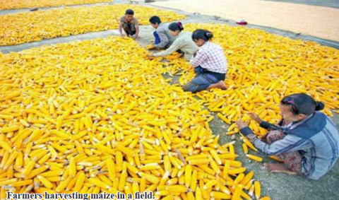 More than 5,000 acres of maize and sweet corns harvested in Phaungpyin Township
