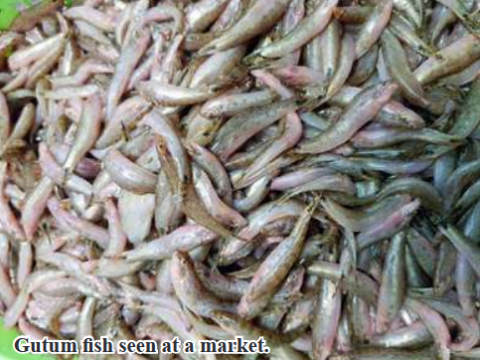 75,000 viss of Gutum fish sent by Kyaiklat to Yangon in February