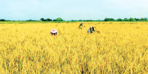 Yangon Region surpasses summer paddy cultivation goals
