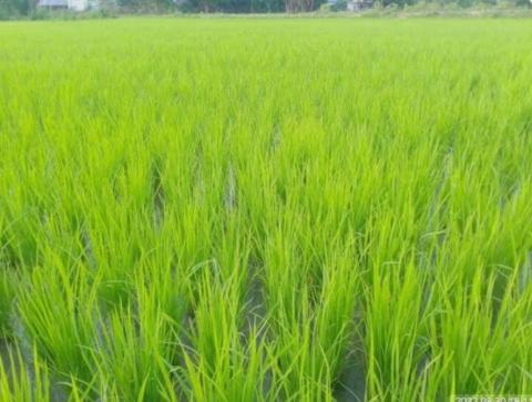 တံတားဦးမြို့နယ်၌ ၂၀၂၄-၂၀၂၅ ခုနှစ်တွင် စိုက်ပျိုးထားသော နွေစပါးနှင့် နွေနှမ်းများ အောင်မြင်ဖြစ်ထွန်း