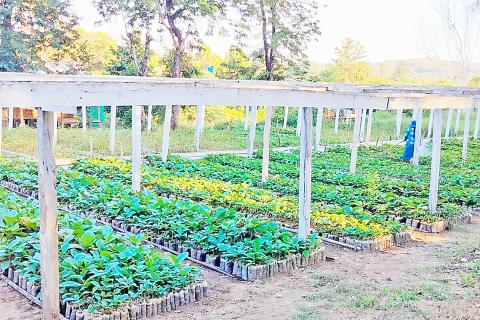 လူထုဖြန့်ပျိုးပင်ပေါင်း ၄၄၀၀၀ ကျော် ပျိုးထောင်ထား ဒေသခံပြည်သူများအနေဖြင့် အခမဲ့လာ ရောက်ထုတ်ယူ၍ စိုက်ပျိုးနိုင်
