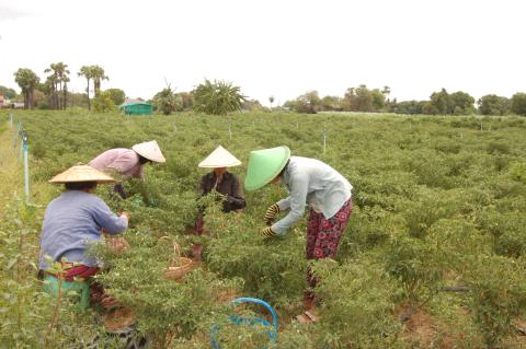 ငရုတ်သီးစိမ်းများ ရာသီကုန်ချိန်ဖြစ်၍ ဈေးကွက်အတွင်း အရည်အသွေးကောင်း ငရုတ်များ အဝယ်လိုက်နေ